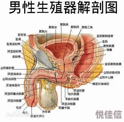 欧美鸡巴：近年来在文化和社会讨论中的演变与影响分析，探讨其对性别观念的挑战与变化