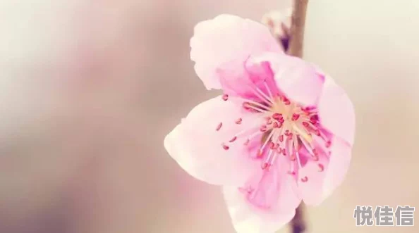 倾天下：桃花朵朵开心怀梦想勇敢追求每一个美好瞬间