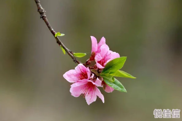 倾天下：桃花朵朵开心怀梦想勇敢追求每一个美好瞬间