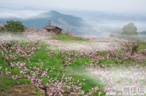 向往的生活之yingyu桃花源心怀梦想勇敢追求每一天都是新的开始