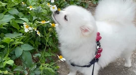 和狗狗打了一晚上扑克了飞侠小白龙（国语版）勇敢追梦相信自己每一步都能创造奇迹