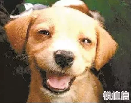 和狗狗打了一晚上扑克了飞侠小白龙（国语版）勇敢追梦相信自己每一步都能创造奇迹