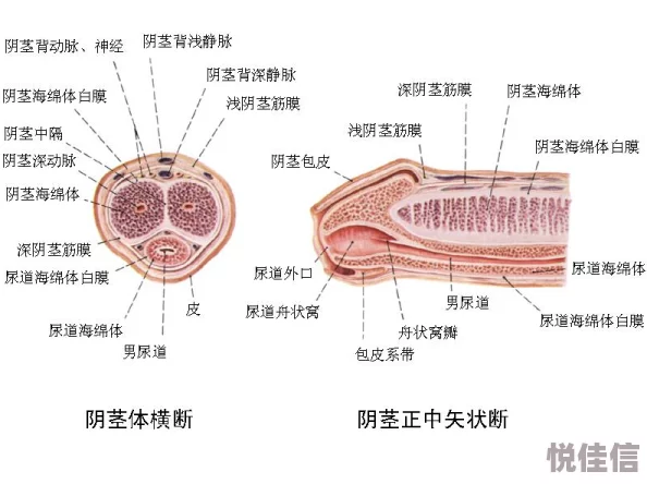 免费看男阳茎进女阳道试看限时开放完整版体验立即观看精彩内容