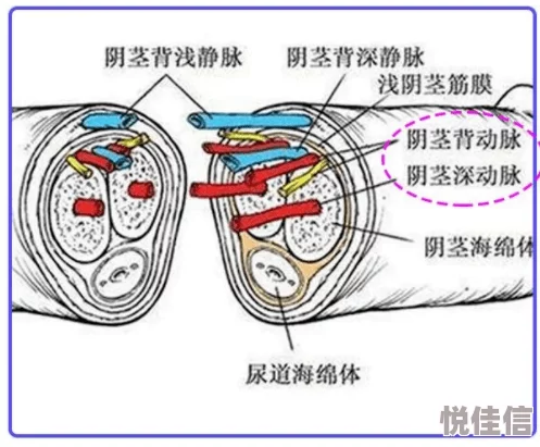 免费看男阳茎进女阳道试看限时开放完整版体验立即观看精彩内容