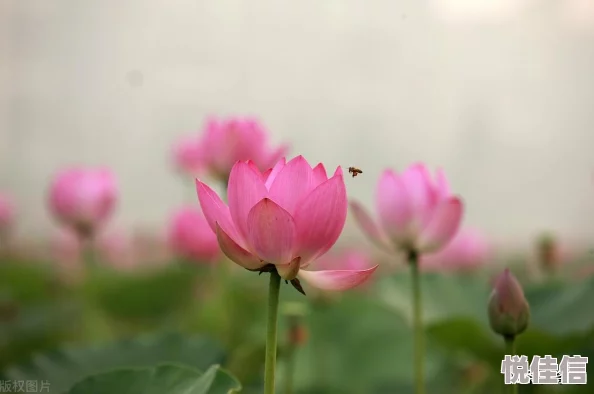 婷婷小说网让我们一起追寻梦想，书写精彩人生