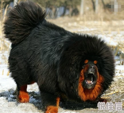 为何藏獒又粗又大把我c哭了其原始野性和神秘感引发人们强烈好奇